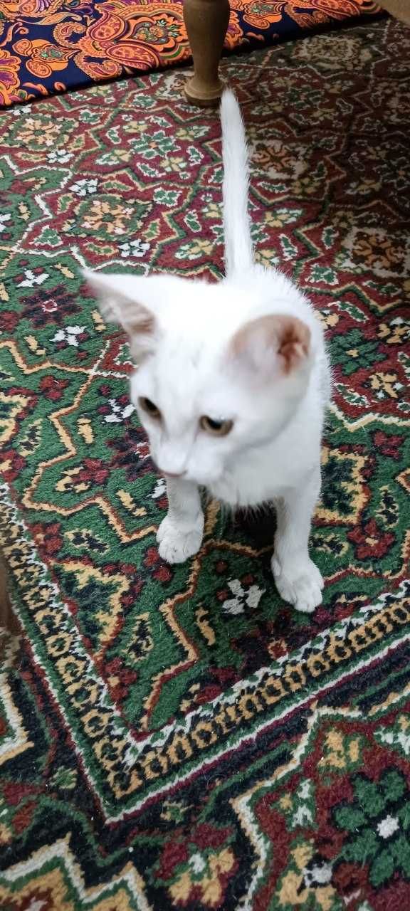 Котенок Турецкая Ангора отдам бесплатно в хорошую руку