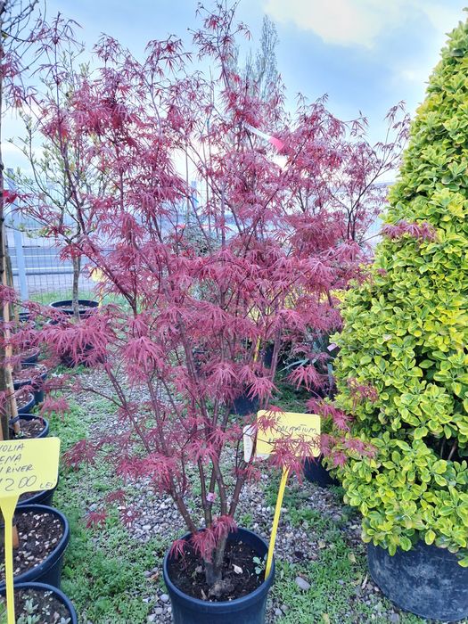 Artar japonez ( acer palmatum )