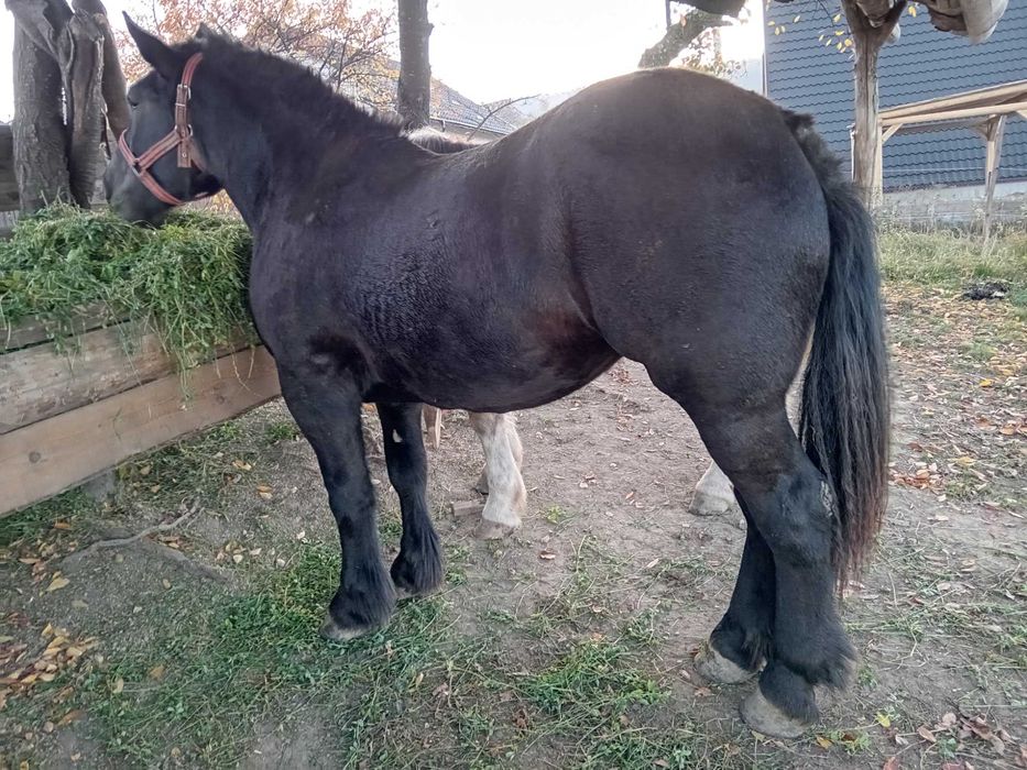 Vând mânză de 2 ani!