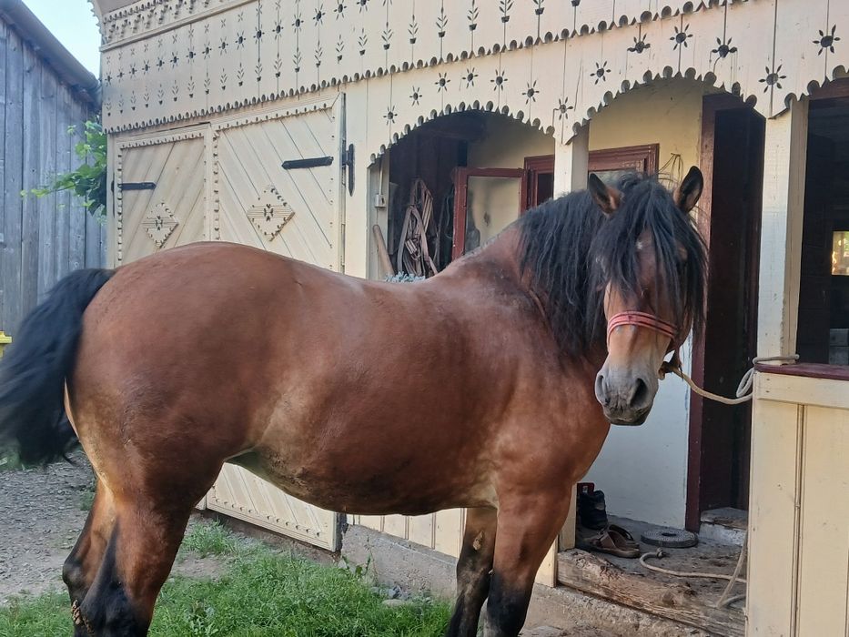 Iapa de 8 pe 9 ani