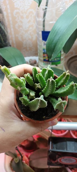 Сикулент комнатное растение