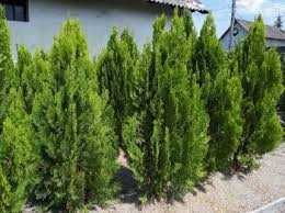 Arbore ornamental Tuia  smaragd 200 ron
