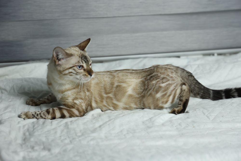 Элитные клубные бенгалськие котята!