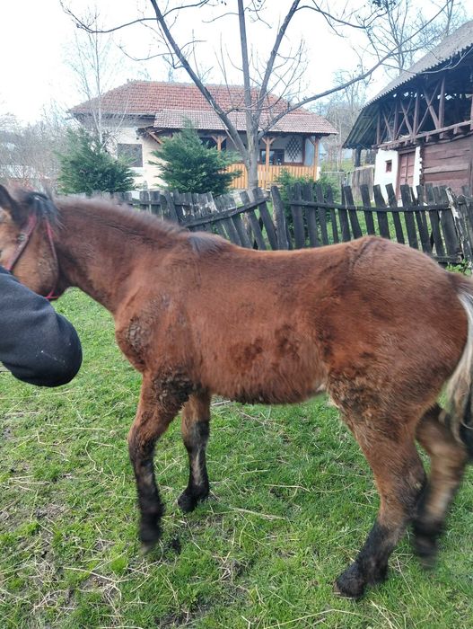 Manz 7 luni Vâlcea 2000 lei