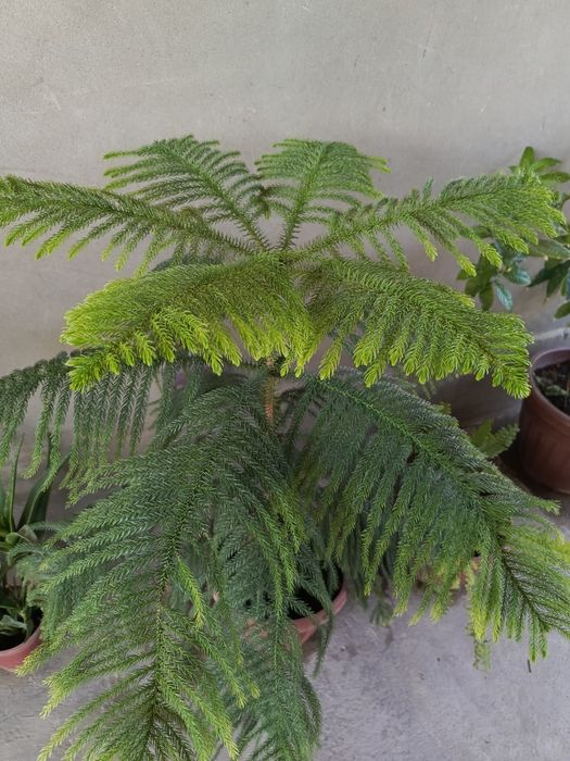 Archa gul (araukariya qarag‘ayi)