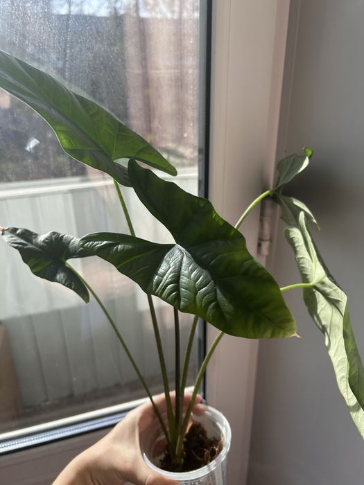 Алоказия симпо