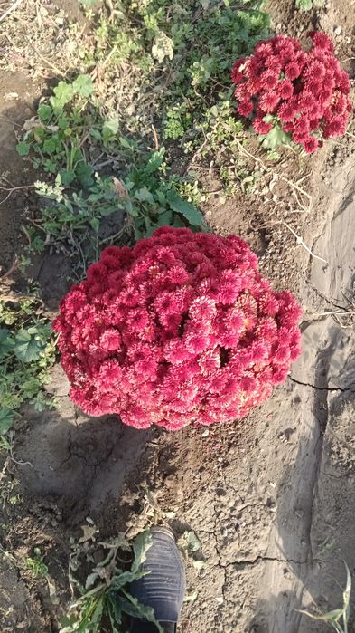 Гул Хризантема глобус гулари