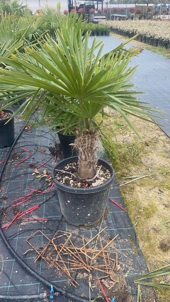 Plante ornamentale aclimatizate