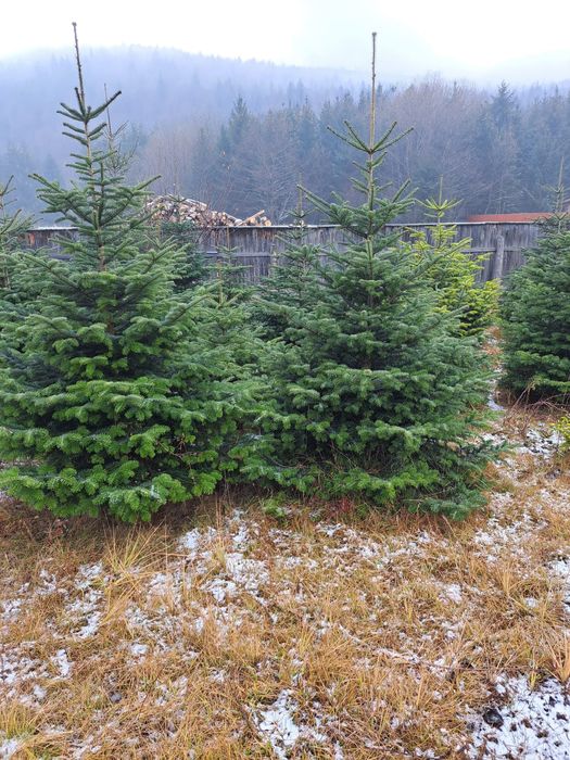 Vând brazi la ghiveci