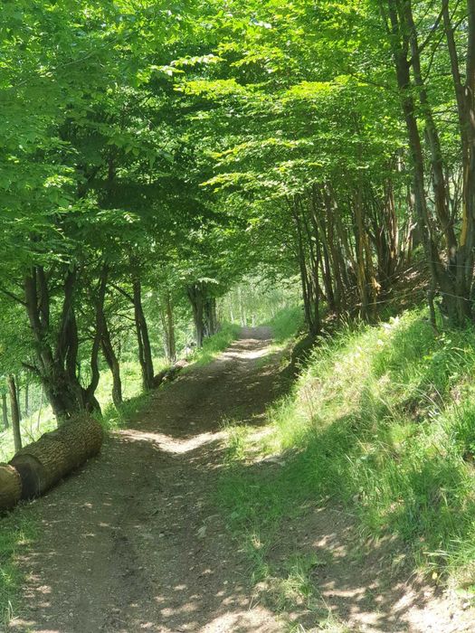Vand cabana in Valea Ierii, zona linistita si cu vedere spectaculoasa
