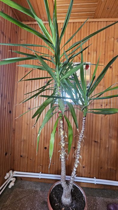 Planta Yucca la ghiveci inaltime 2,3 metri
