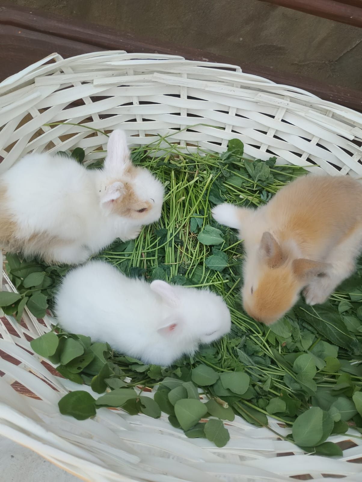 Pui iepurasi rasa pitica nu cresc mari