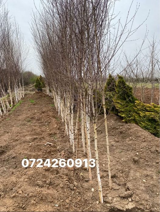 Mesteacan alb si tei