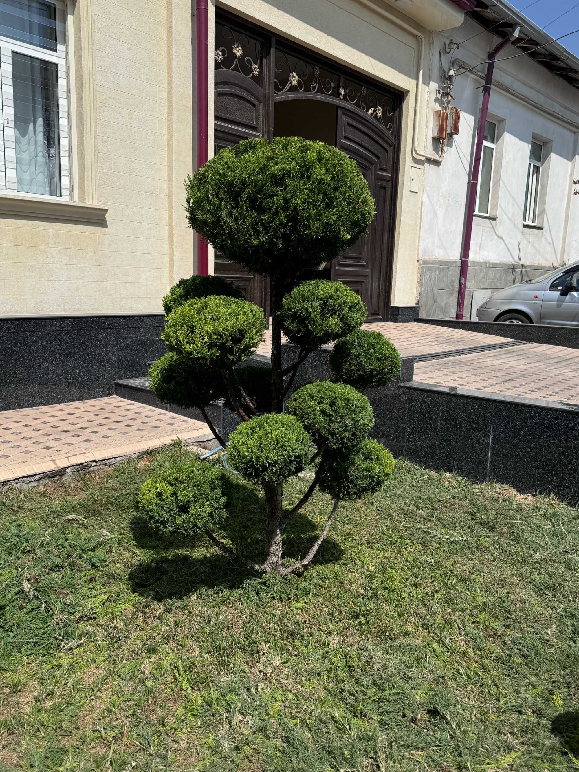 Archa va daraxtlarni dorilash xizmati!!!