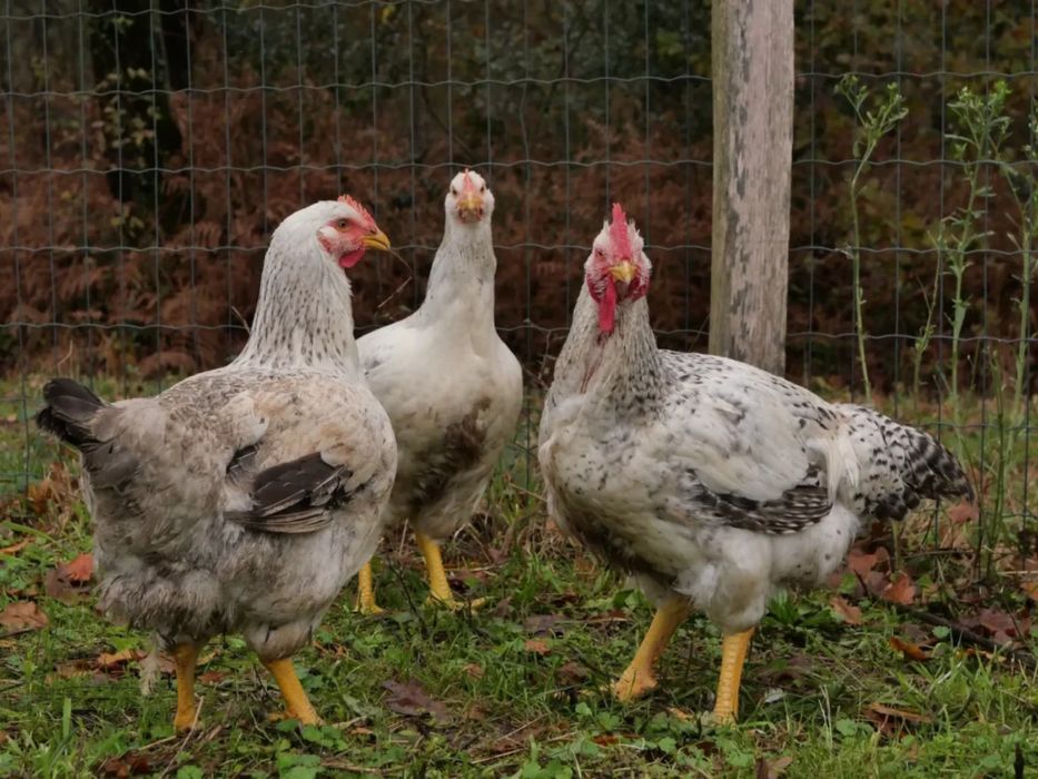 Curcani perlați 35 lei kg in viu, 40 de lei kg tăiat