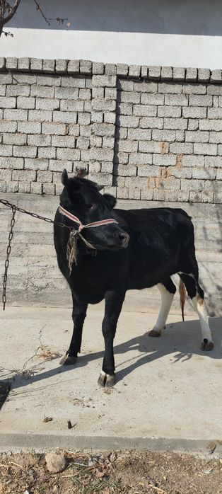 Gʻoʻnajinlar sotiladi