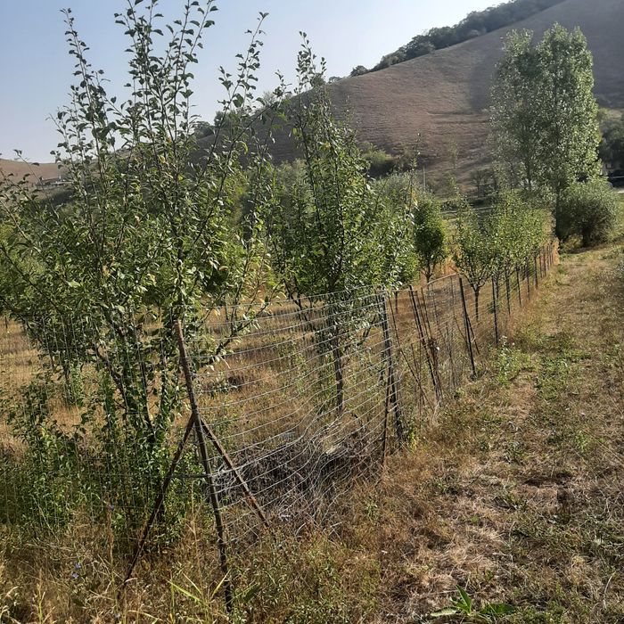 Vind livadă pomi fructiferi