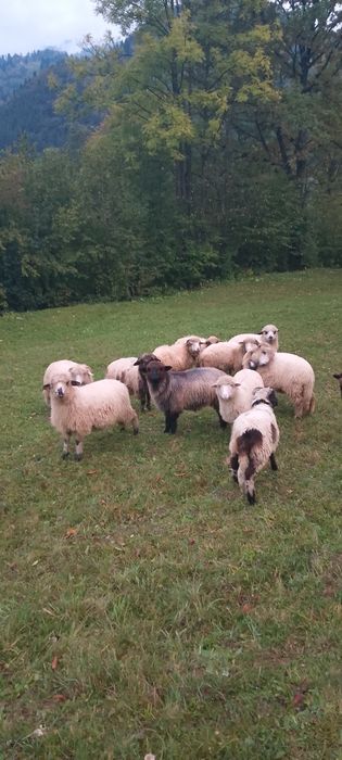 10 miele de vânzare