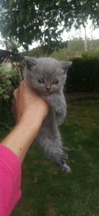 Британско коте момче и момиче