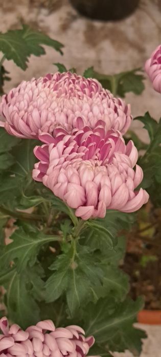 Хризантема горшечная