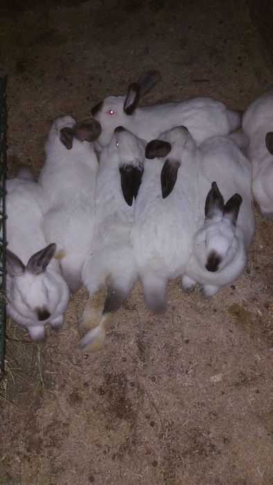 Vând iepuri californieni