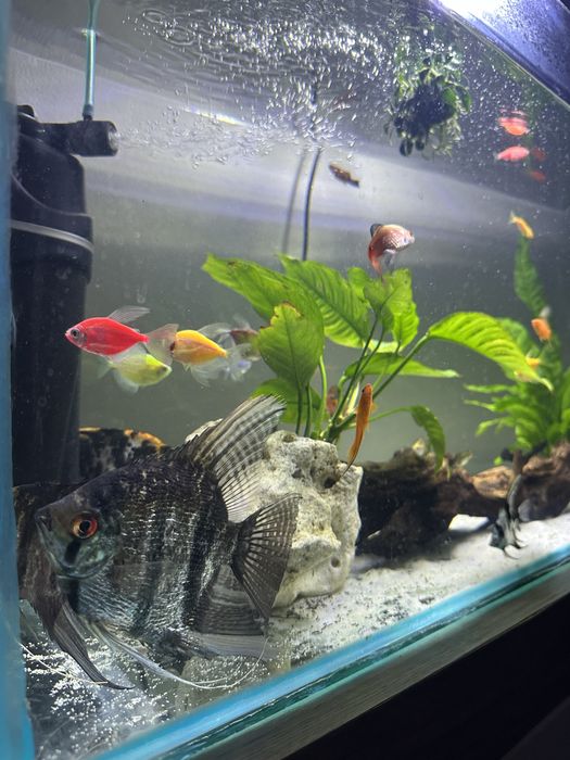 Acvariu 90 litri echipat complet.