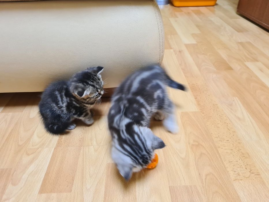 Британские котята