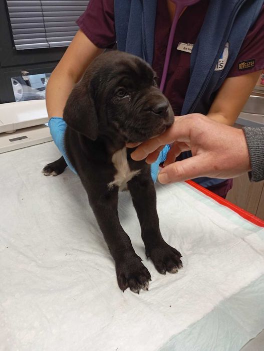 Продавам Кане Корсота