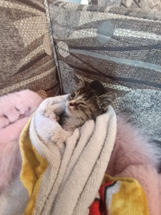 Отдам кошку в добрые руки