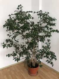 Ficus Benjamina pentru decorare spatii interioare si exterioare.