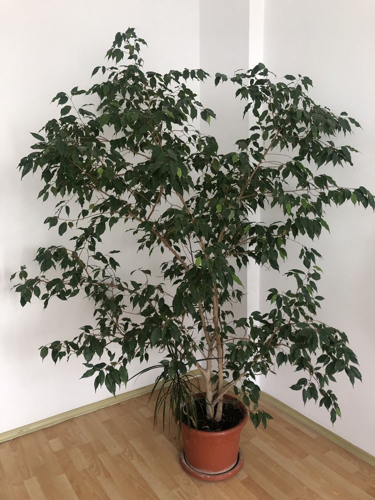 Ficus Benjamina pentru decorare spatii interioare si exterioare.