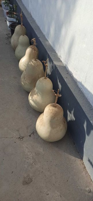 Bedana Qovoq sotiladi qiziqqanlar aloqaga chiqing.