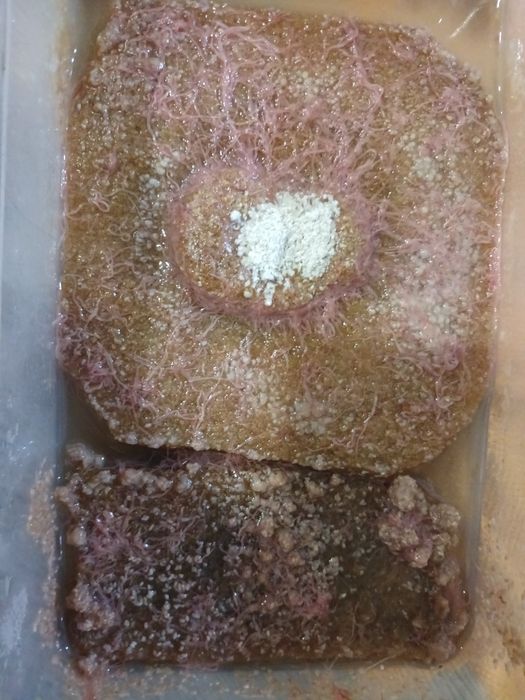 Трубочник - самый ценный живой корм для аквариумных рыб.