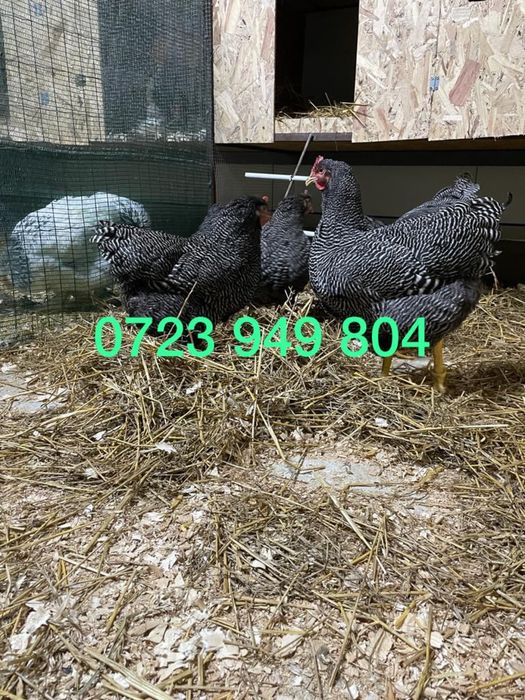 Pui de gaina pui mici Brahma Jersey Giant Australorp Marans La Bresse