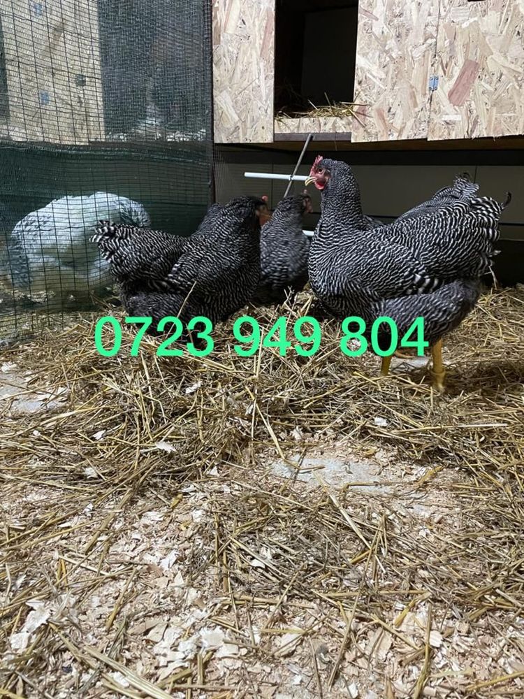 Pui de gaina pui mici Brahma Italiana Jersey Giant Australorp Marans