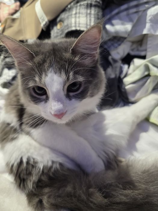 2 кошки 6 месяцев мальчик и девочка