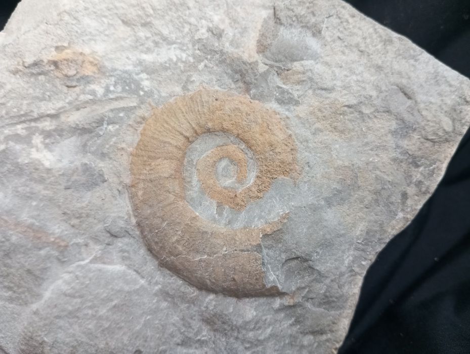 Фосил на хетероморфен амонит