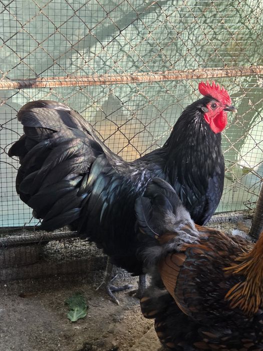 Cocosi Australorp culoare negru/albastru