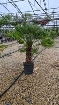 Palmieri Trachycarpus