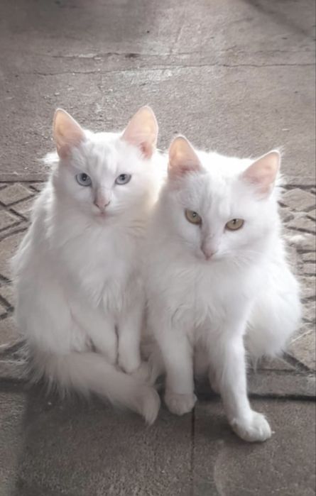 Pisici frumoase pentru adoptie