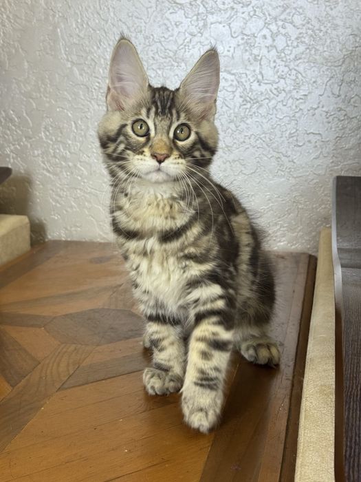 Мейн-кун котята продаётся