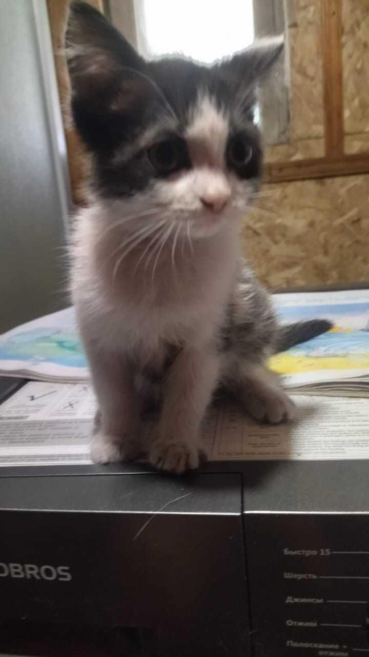 Котята ищут дом.