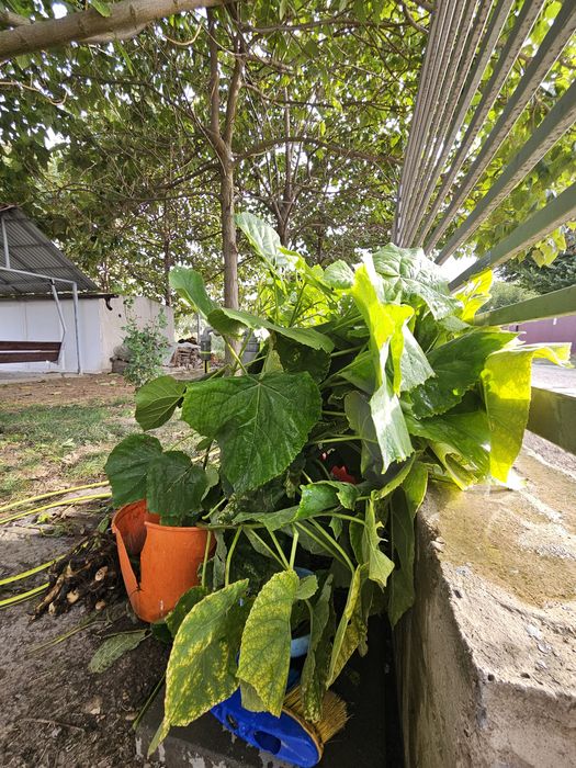 Vand puieti de Paulownia