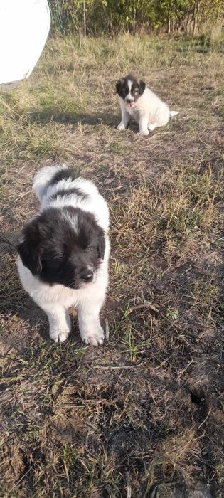 Ciobanesc de bucovina fara adoptie