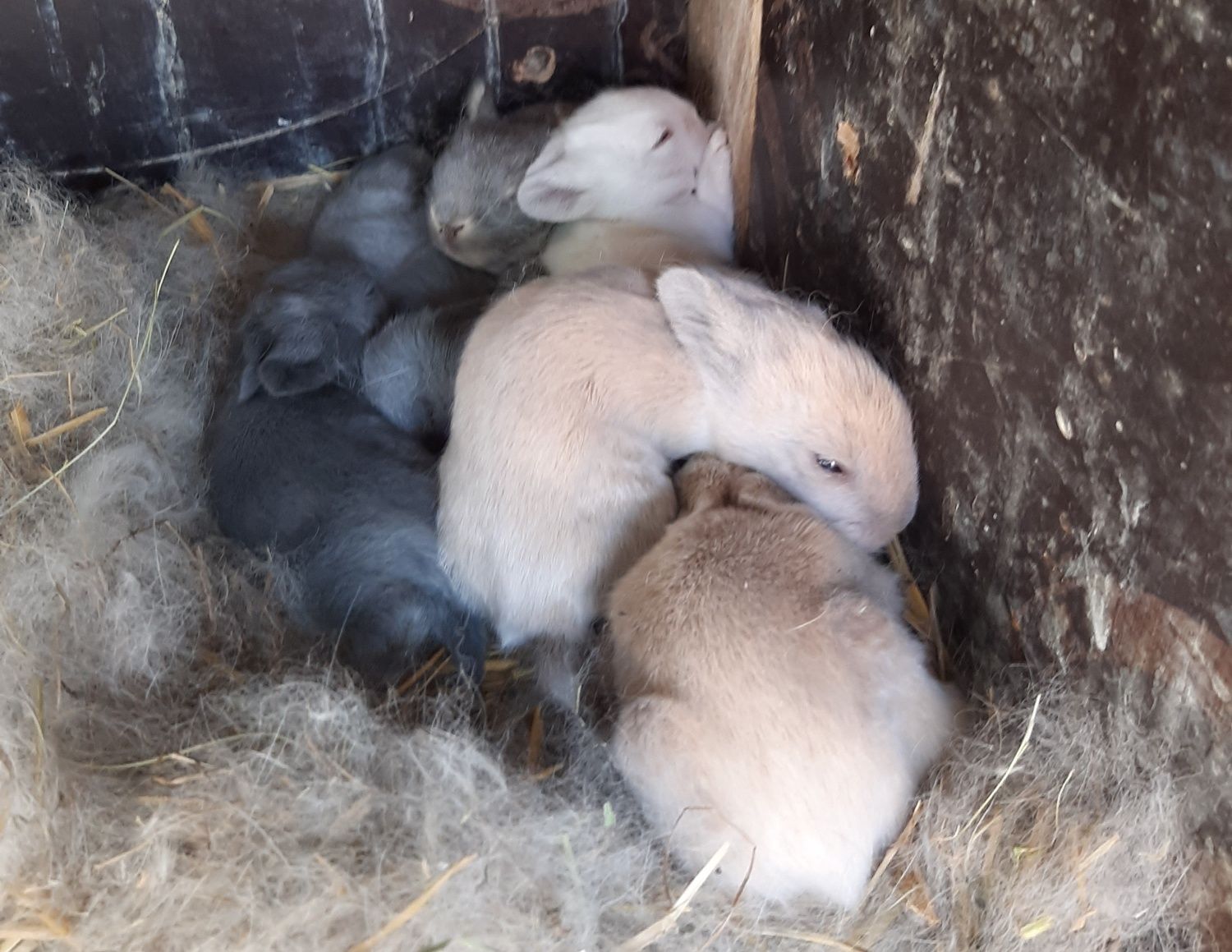 Iepuri pitici - pui