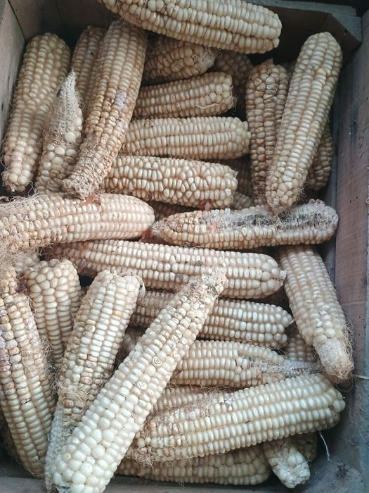 Продавам бяла царевица