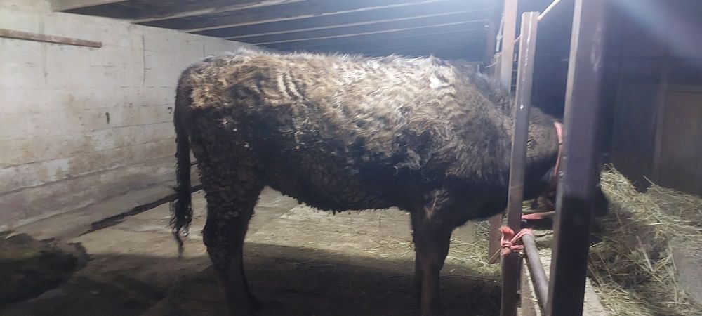 1 жасар тайнша сатылады