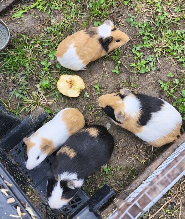 Porcușori de guineea