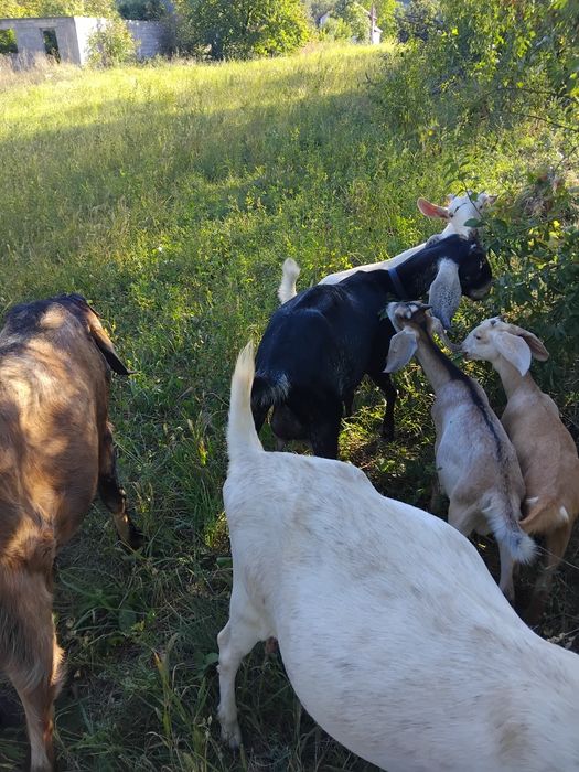 Vind capre anglo nubiane și țap anglo nubieni