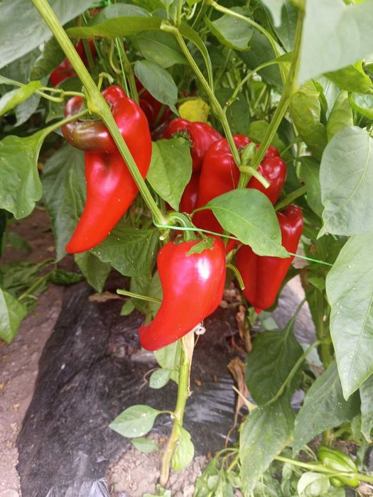 Vand ardei capia productie proprie din diferite soiuri